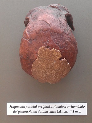 ReplicaFosil_VM-0_Homo