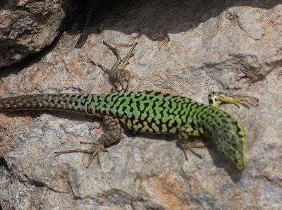 lagarto_filfla_alvaro_anula