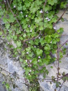 horma-belarra-lekeitio-alvaro-anula
