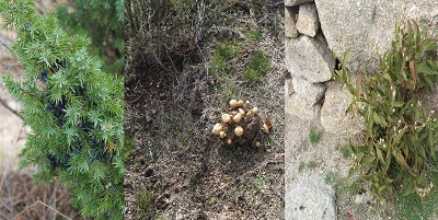 plantas-magicas-ulaca-alvaro-anula